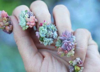 Succulent nail-art, anything but succulent!